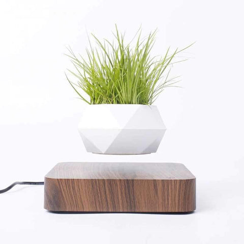 Levitating Bonsai Flower Pot Rotation Workspace Products Endmore. | A Life Well Designed. Walnut base 